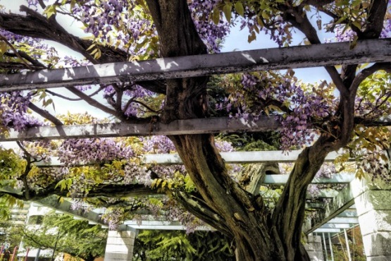 Wisteria in Osaka this past April. Gorgeous! Nature is a big healer! Photo by Sydney Solis